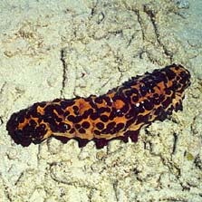 sea cucumber.jpg (26210 bytes)